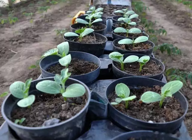 露地黄瓜种植技术视频