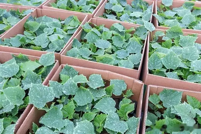 露地黄瓜种植技术视频