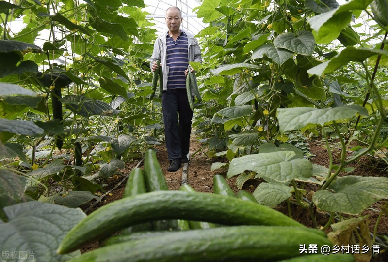 黄瓜种植技术