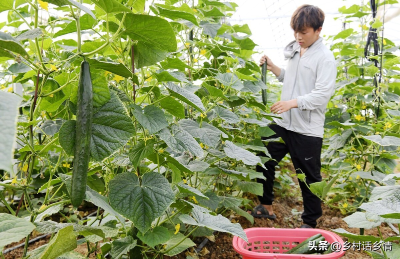 黄瓜种植技术