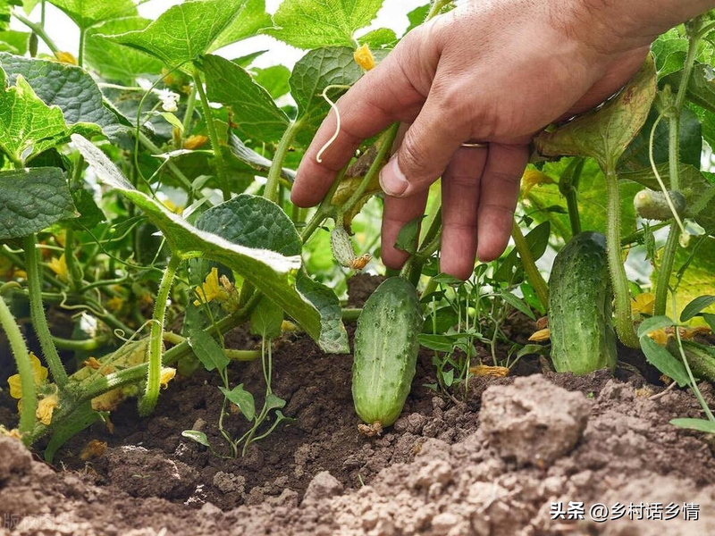 黄瓜种植技术