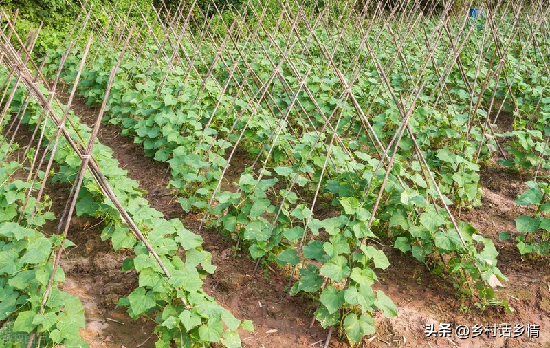 黄瓜种植技术