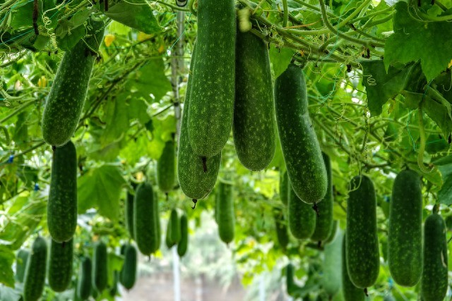 黄瓜种植技术