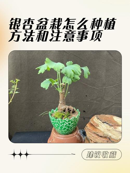 银杏树的种植方法