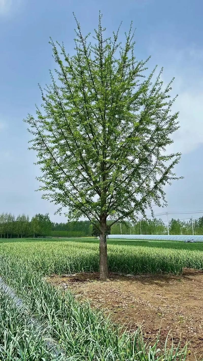 银杏树的种植方法