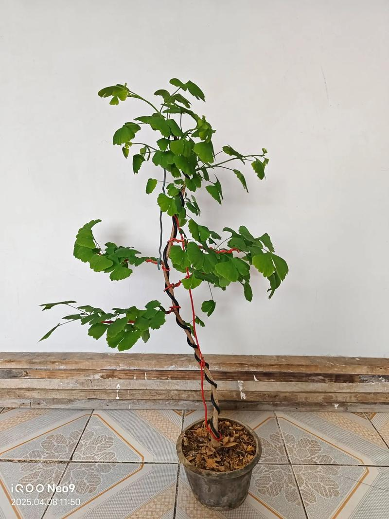 银杏树的种植方法