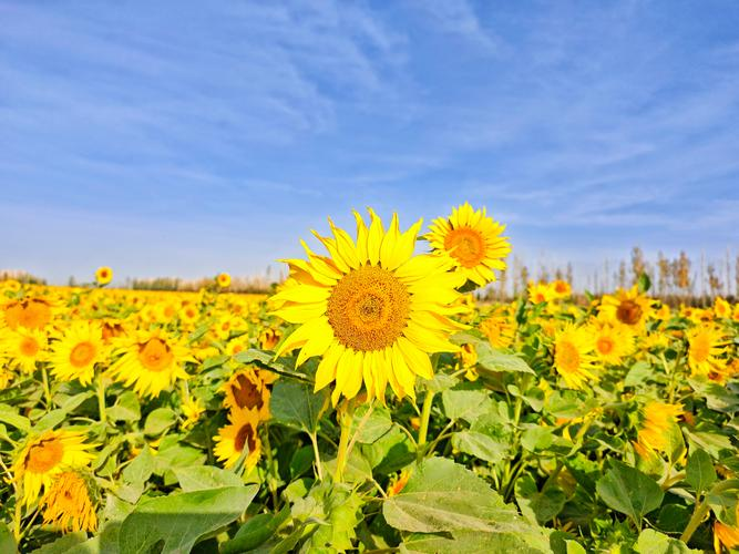 油葵的种植技术