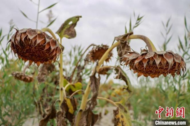 油葵的种植技术