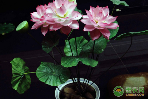 盆栽睡莲种植方法