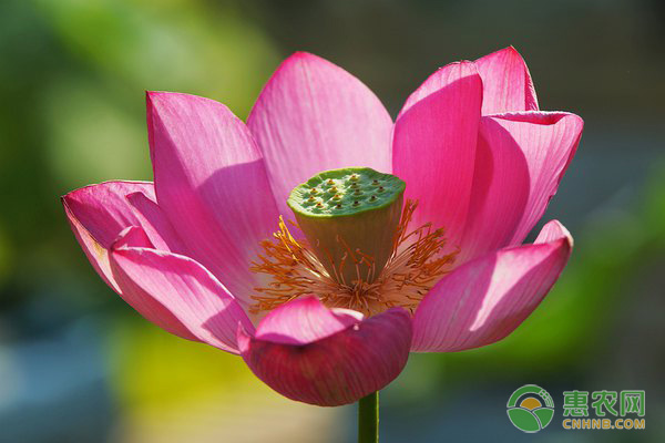 盆栽睡莲种植方法