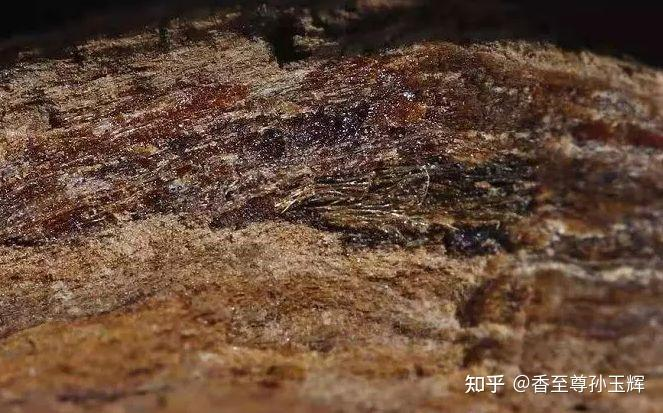 沉香树苗种植方法