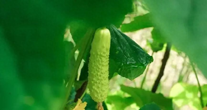黄瓜春季露天种植，什么时候播种？牢记“看天、看地、看温度”！