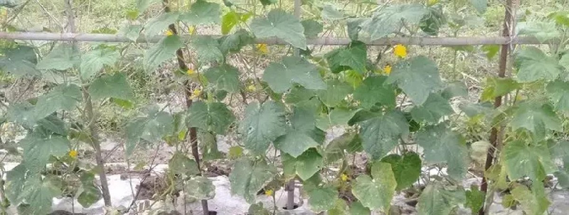 黄瓜种植技术
