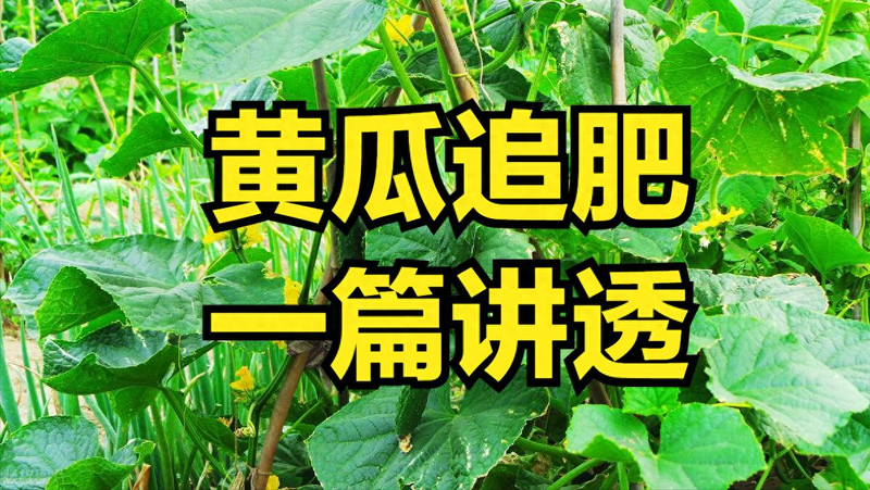 黄瓜种植技术