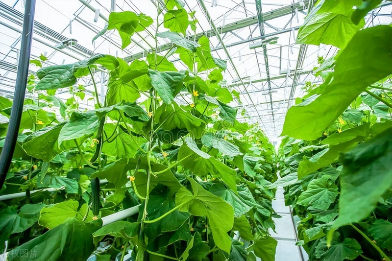 黄瓜种植技术