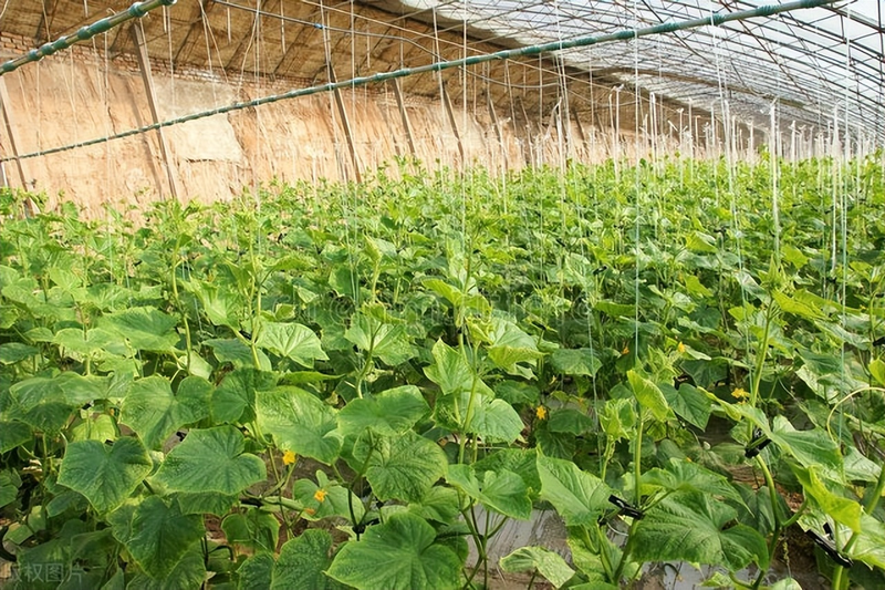 黄瓜种植技术