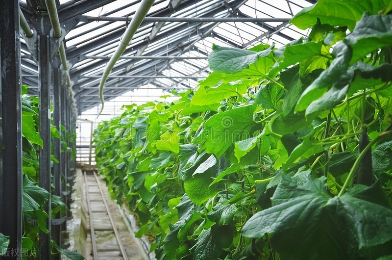 黄瓜种植技术