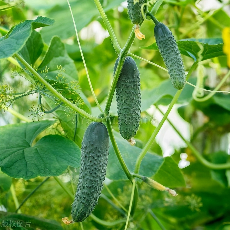 黄瓜种植技术