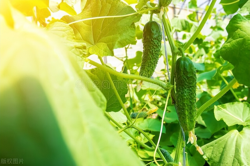 黄瓜种植技术