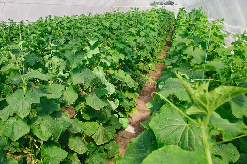 黄瓜种植技术