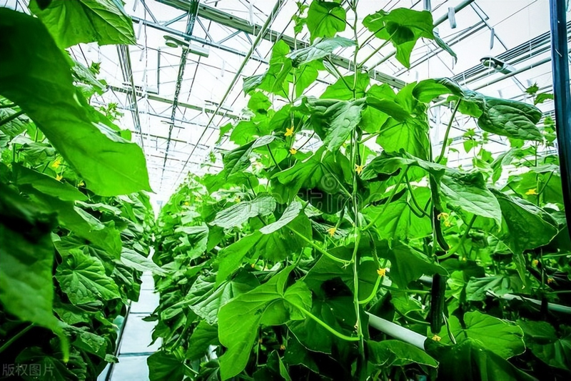黄瓜种植技术