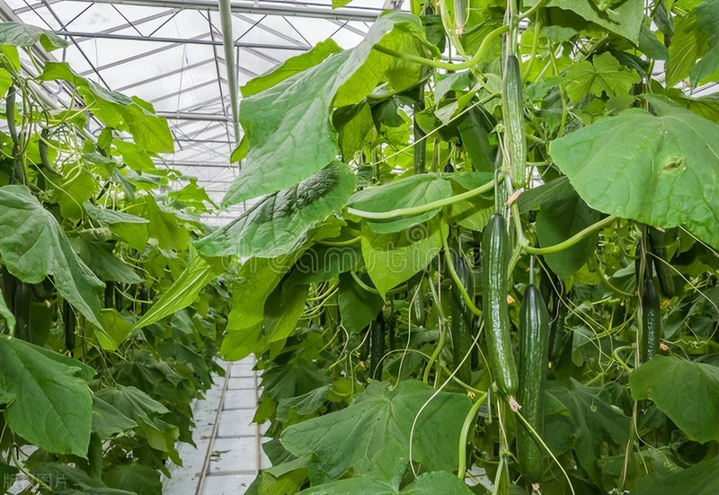 黄瓜种植技术
