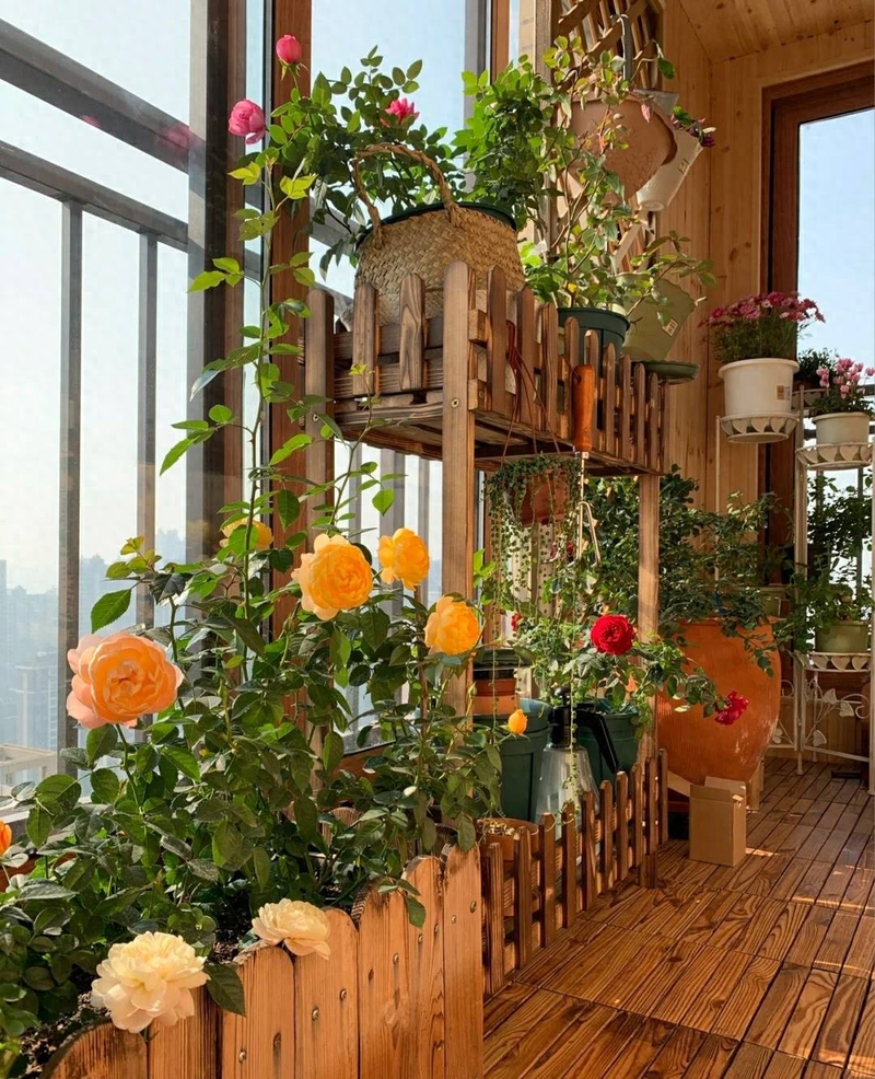 迷迭香盆栽种植方法