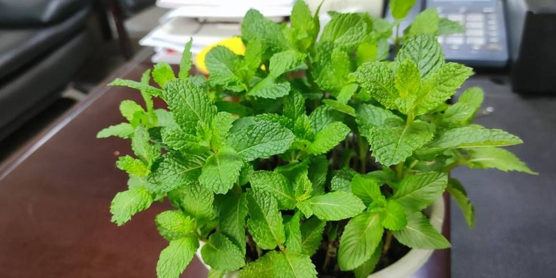 迷迭香盆栽种植方法