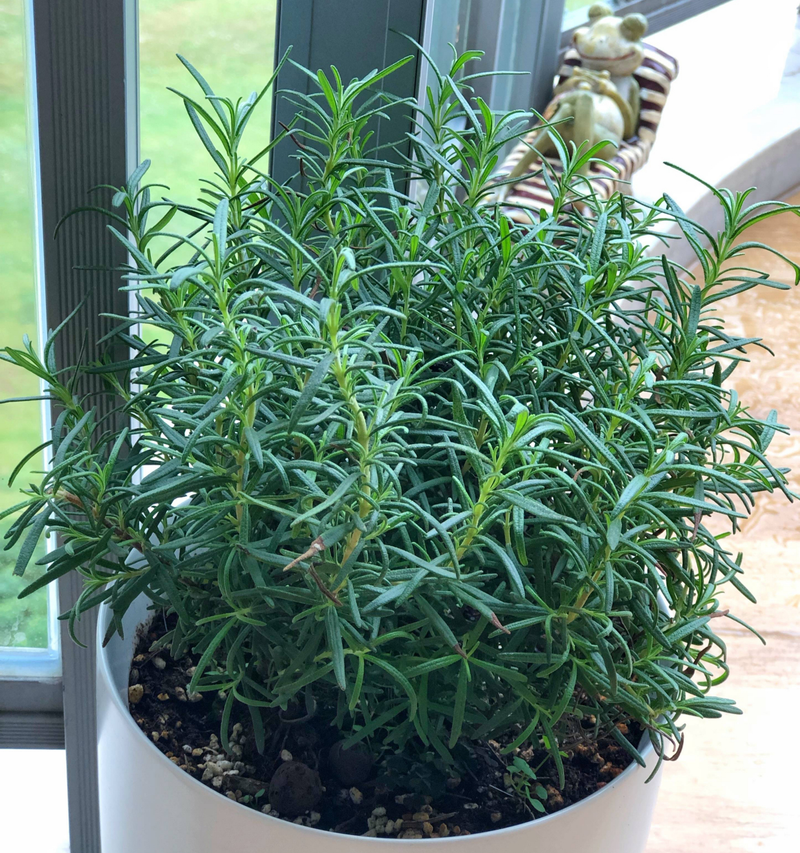 迷迭香盆栽种植方法