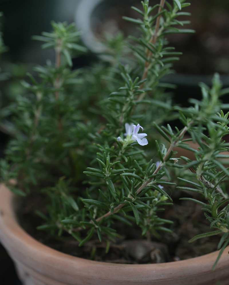 迷迭香盆栽种植方法