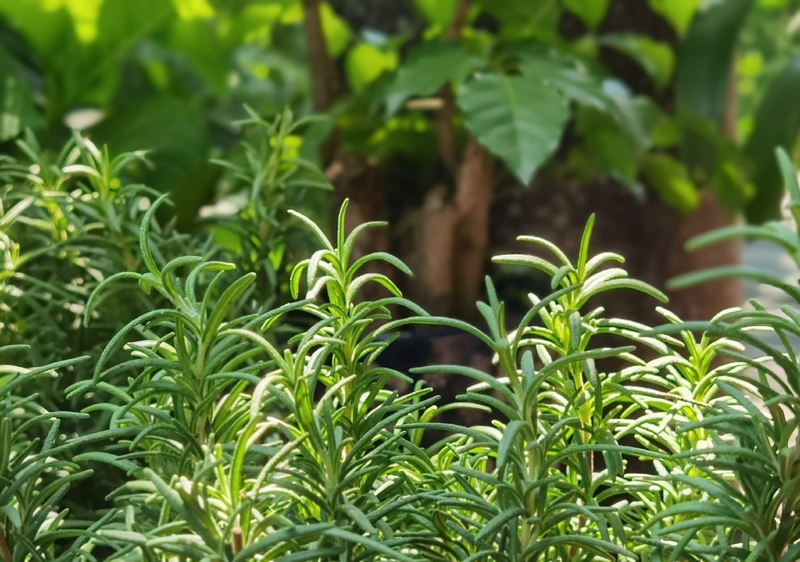 迷迭香盆栽种植方法