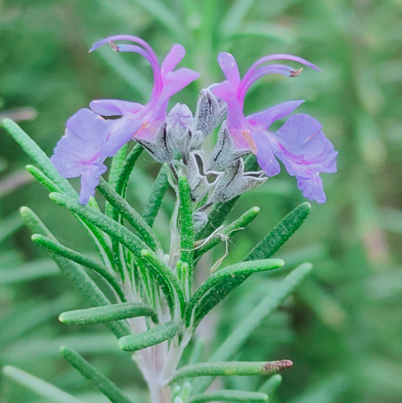 迷迭香盆栽种植方法
