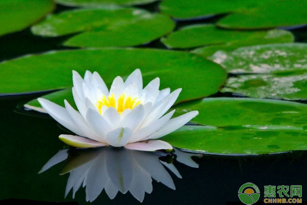 睡莲根可以全水养吗？
