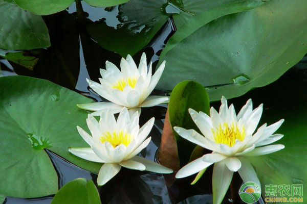 盆栽睡莲种植方法