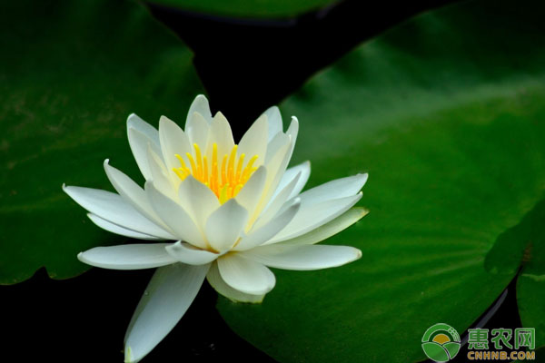 盆栽睡莲种植方法