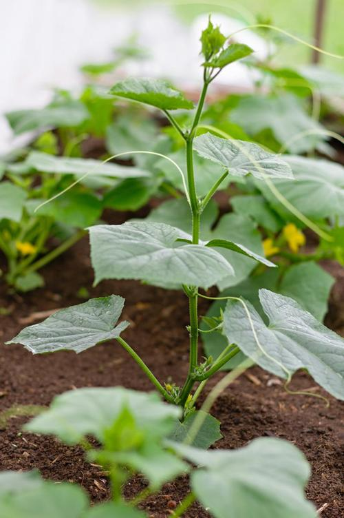 露地黄瓜种植技术是什么