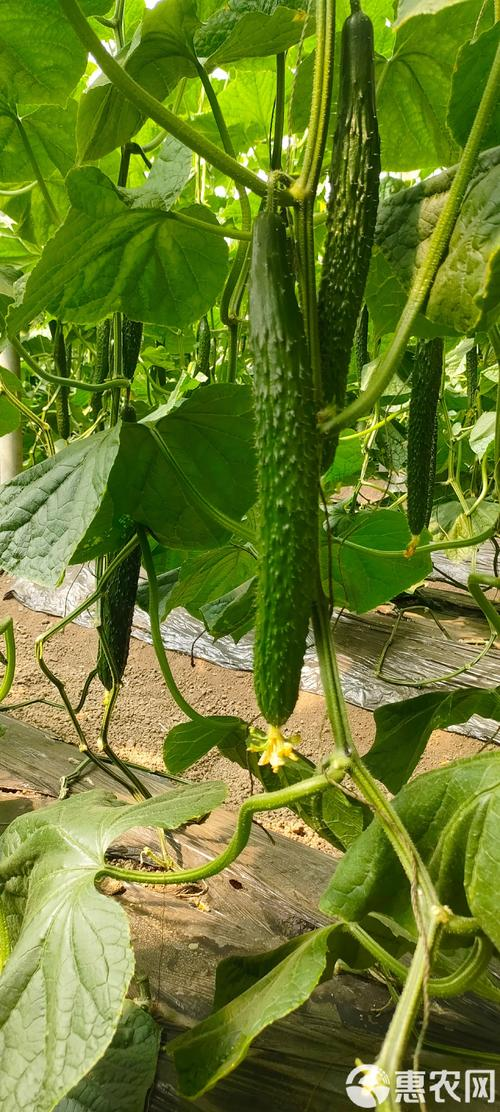 露地黄瓜种植技术视频