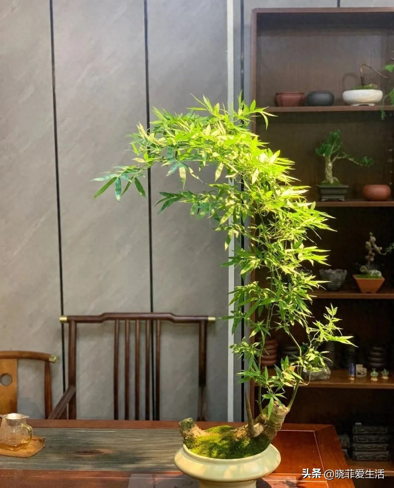 毛竹根种植方法