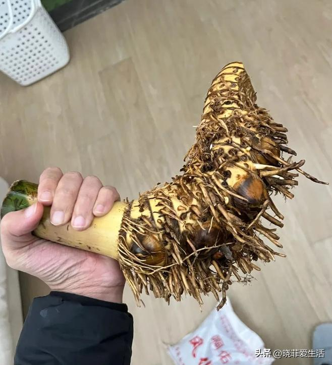 毛竹根种植方法