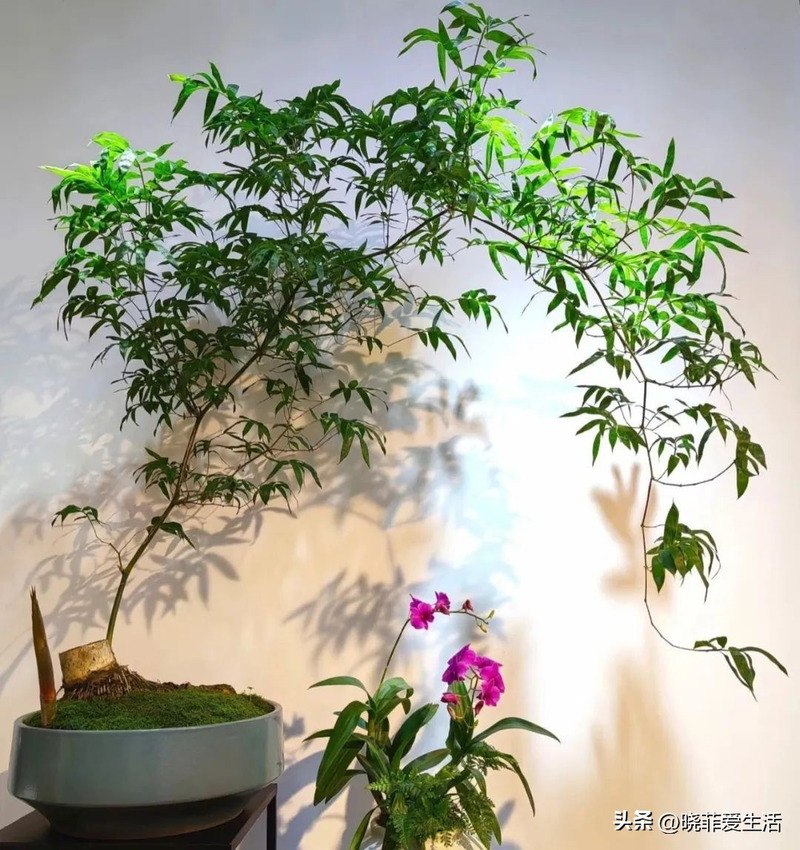 毛竹根种植方法