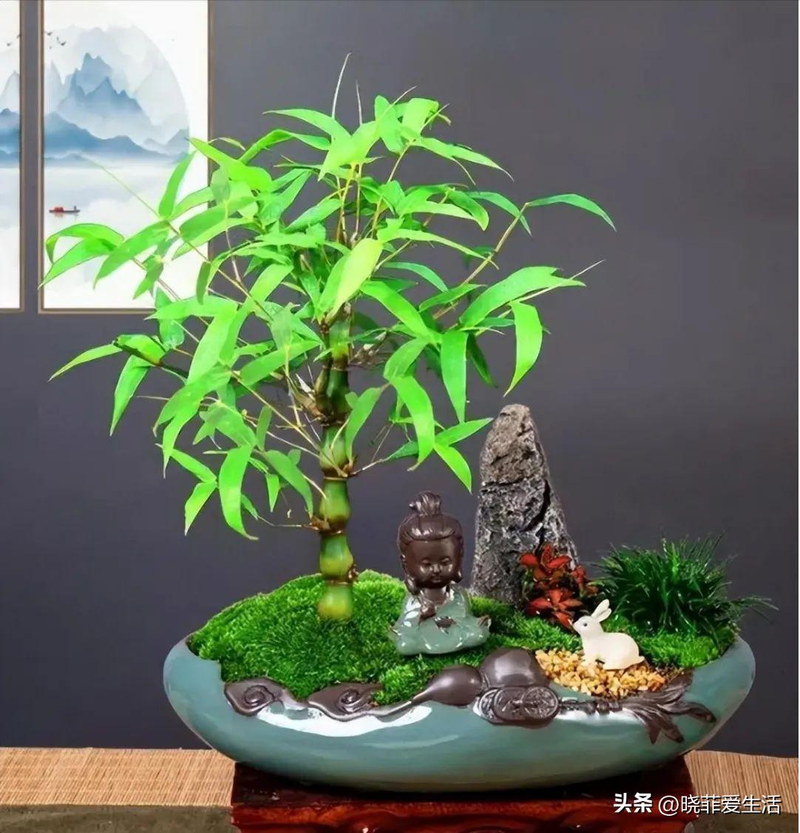 毛竹根种植方法