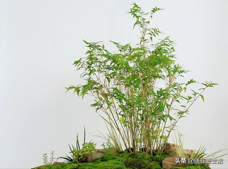 毛竹根种植方法