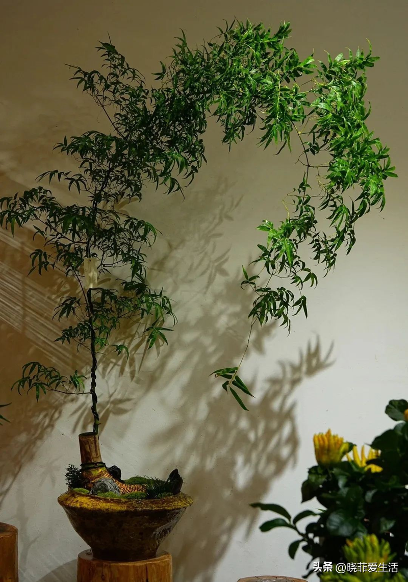 毛竹根种植方法