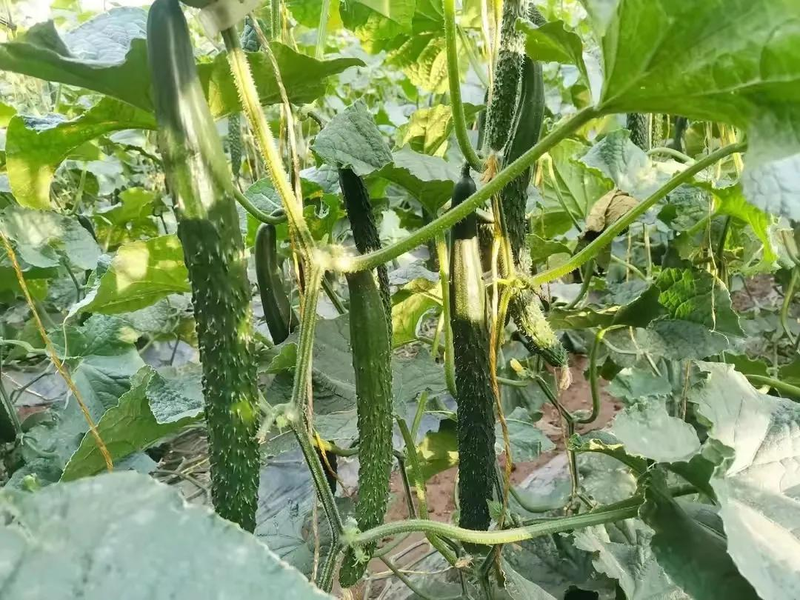 黄瓜种植施“三肥”，秧苗壮，结瓜多，产量翻倍