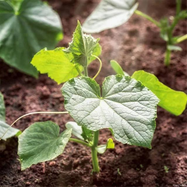 黄瓜种植技术