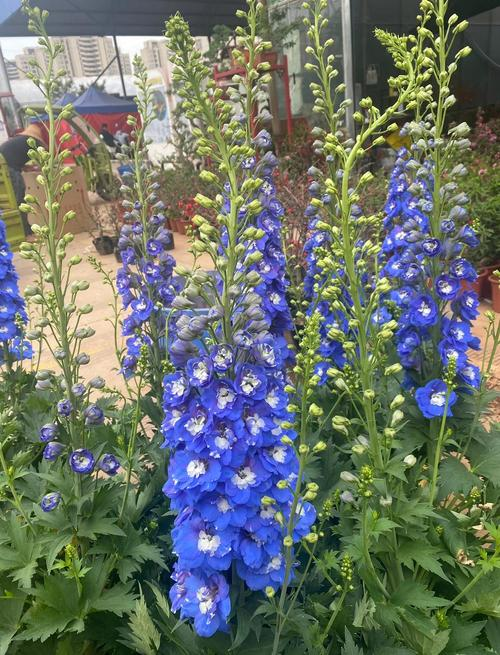 飞燕草的种植方法