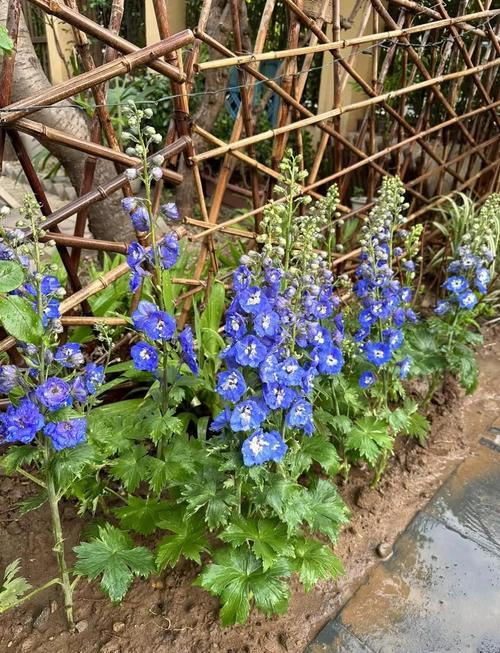 飞燕草的种植方法