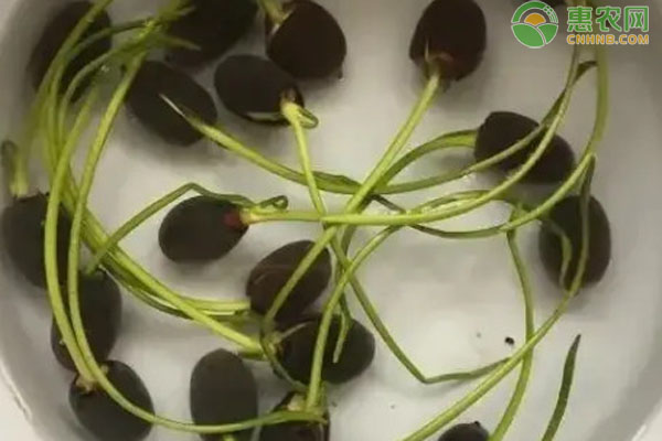 盆栽睡莲种植方法