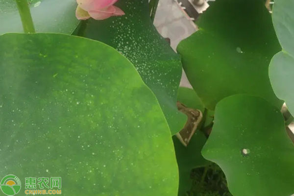 盆栽睡莲种植方法