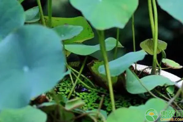 盆栽睡莲种植方法